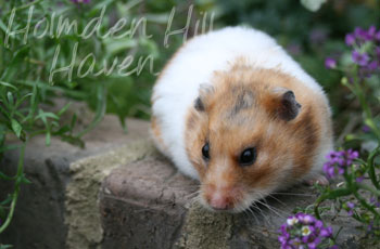 Starla- Golden Tortoiseshell and White (Banded) Satin Shorthaired